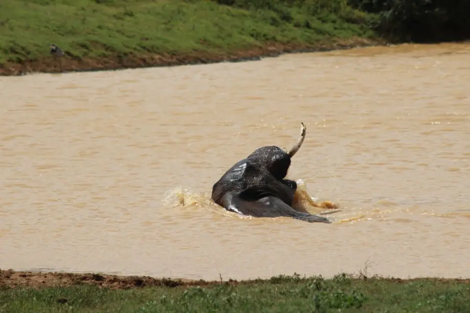 addo_schotia012.jpg