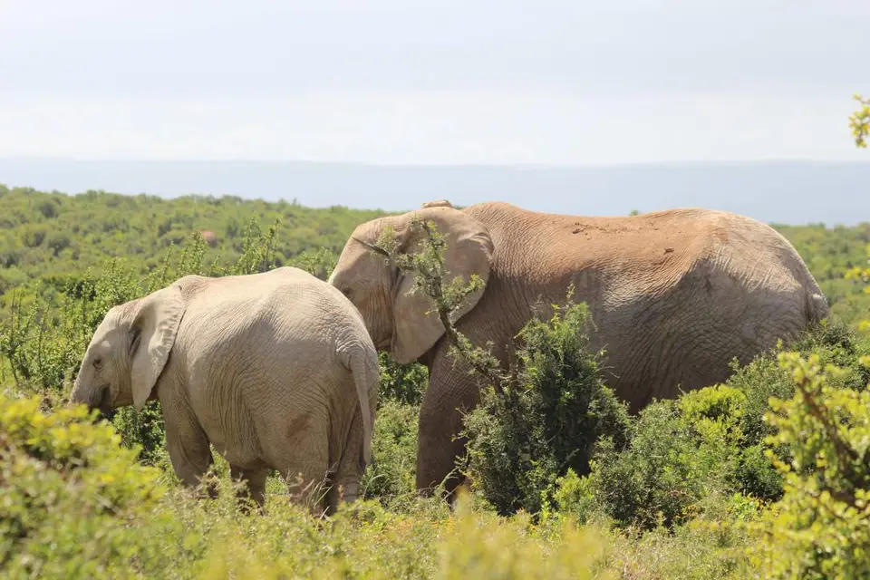 addo_schotia032.jpg
