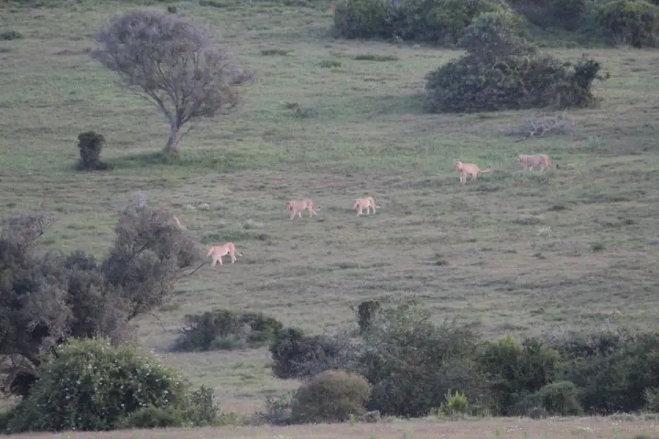 addo_schotia302.jpg