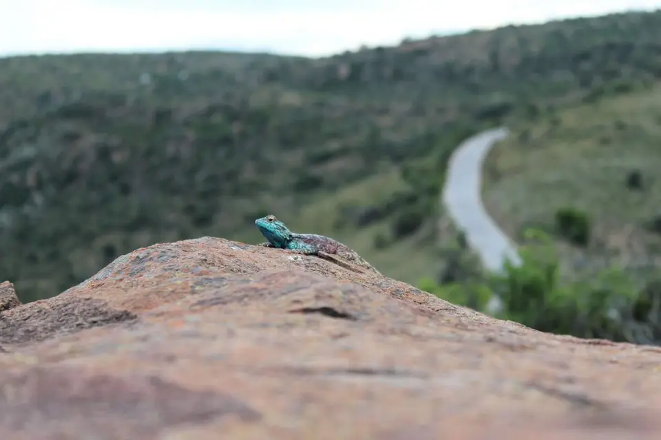karoo116.jpg