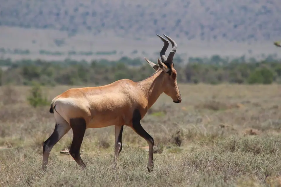 karoo172.jpg