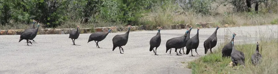 karoo177A.jpg