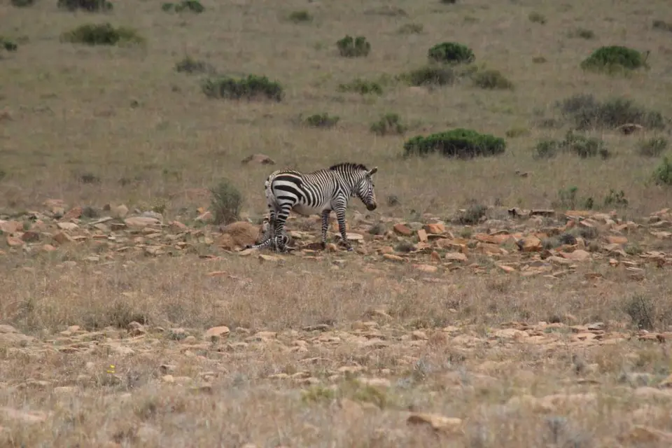 karoo186.jpg