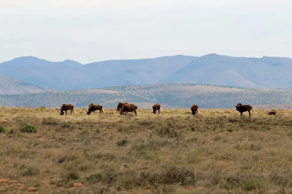 karoo188.jpg