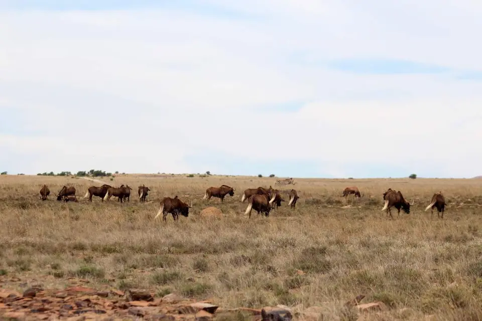 karoo197.jpg