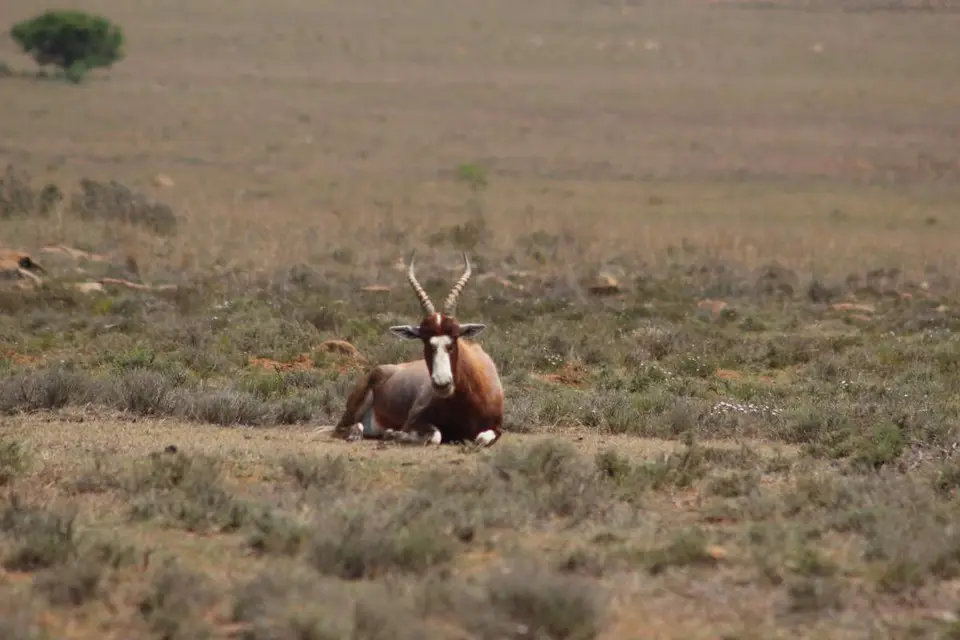 karoo206.jpg