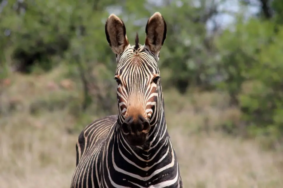 karoo216.jpg