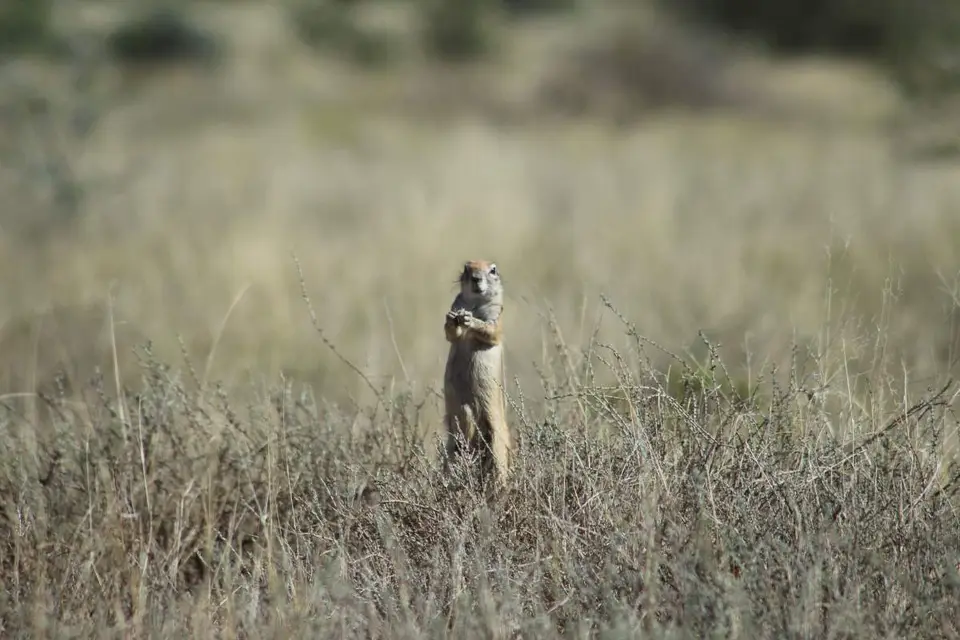 karoo309.jpg