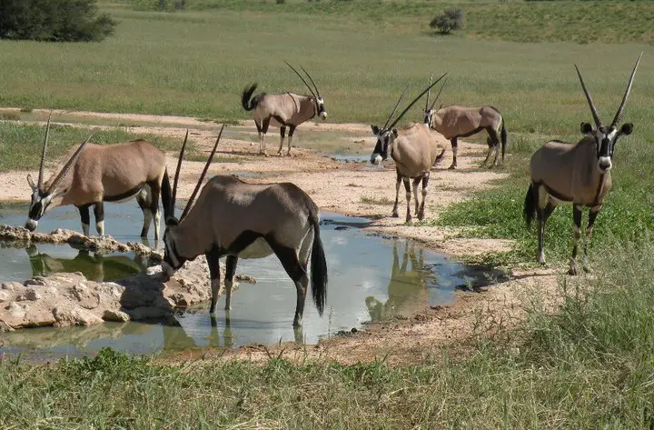 oryx2.jpg