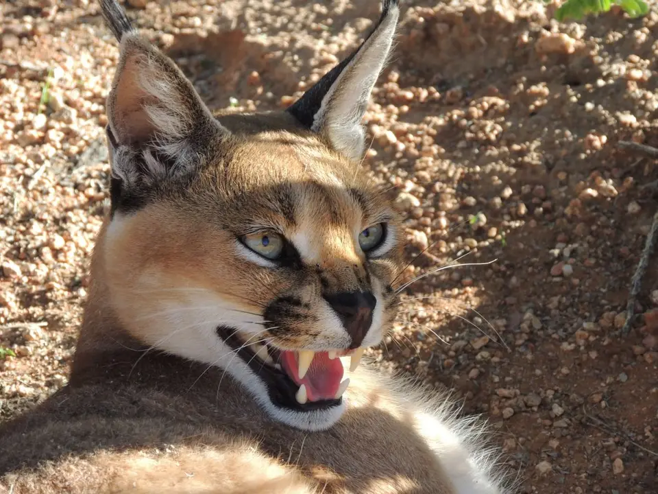 hffc4c9e.JPG