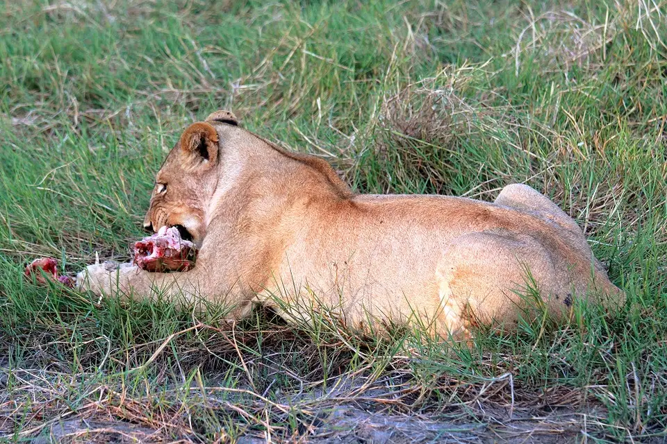 he1617e8.jpg