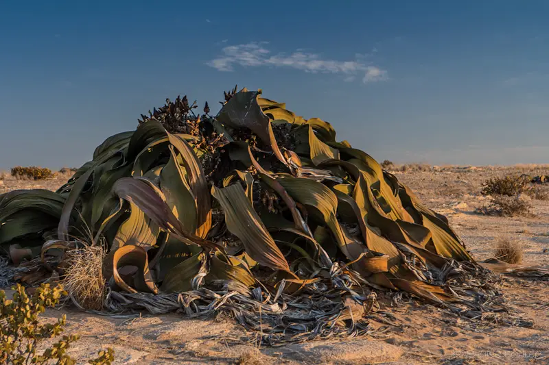 Nam2012_Oktober-5730.jpg