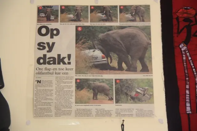 Elefant.jpg