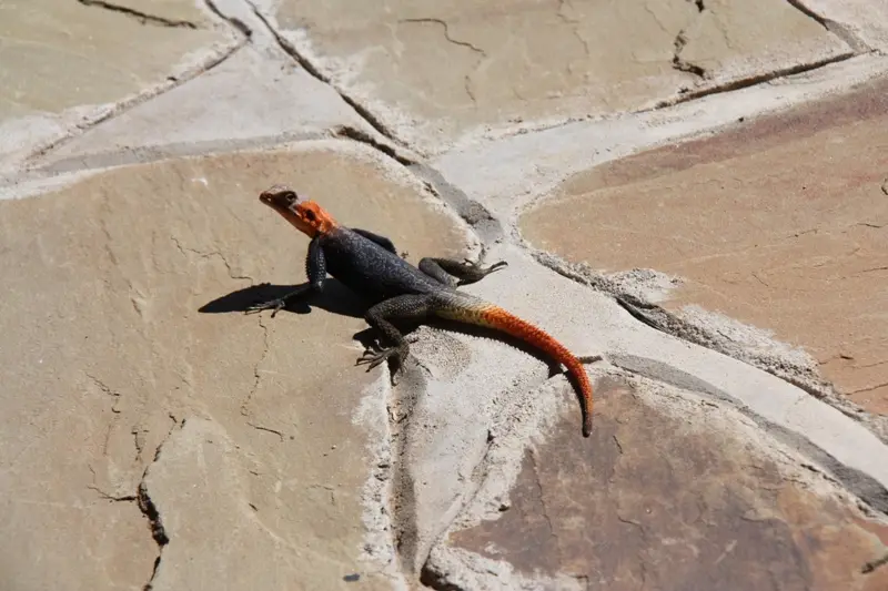 Namibia20112374.jpg