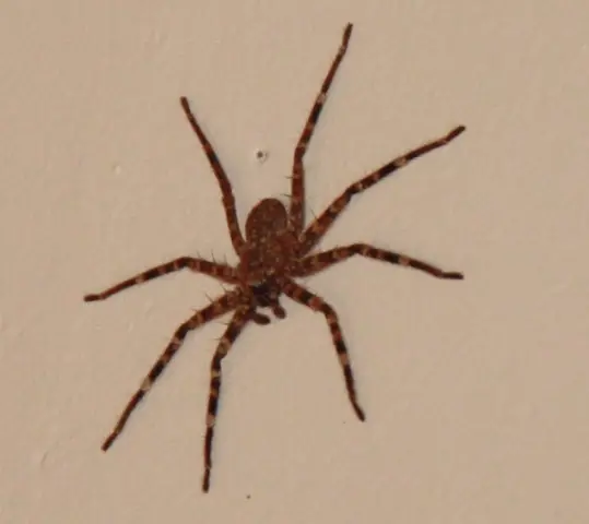 Namibia20113244.jpg