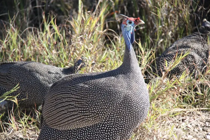 Namibia20113274.jpg