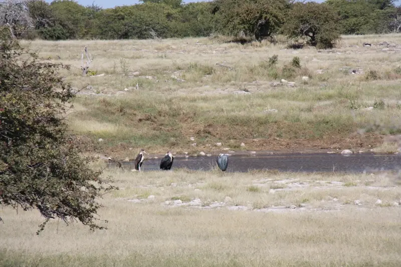Namibia20113281.jpg