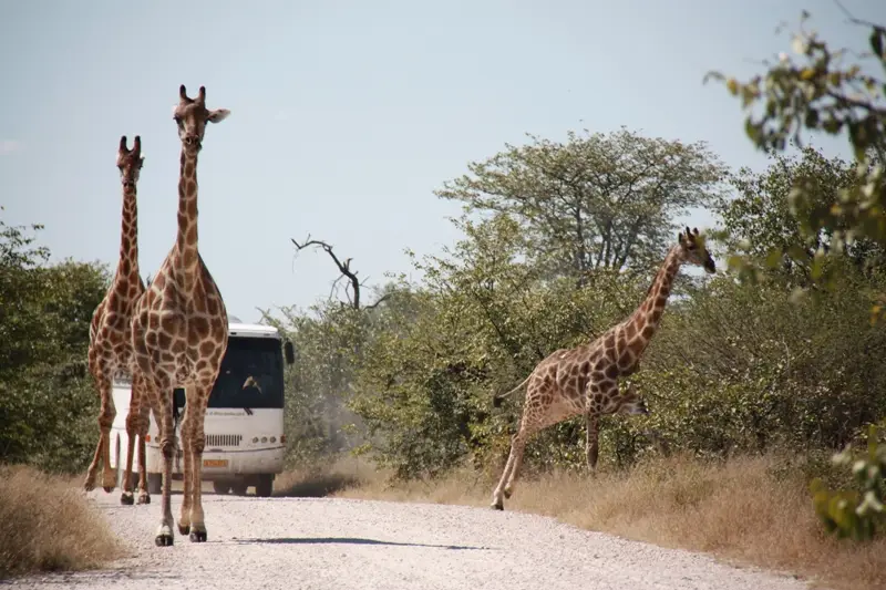 Namibia20113368.jpg