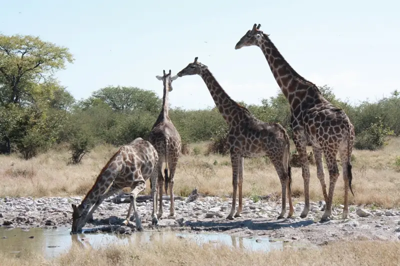 Namibia20113387.jpg