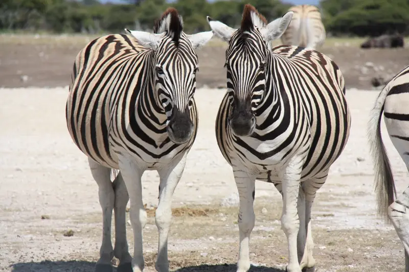 Namibia20113485.jpg