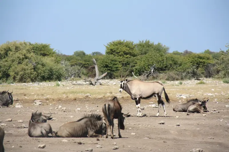 Namibia20113498.jpg