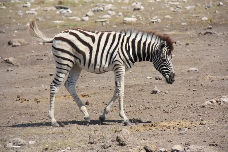 Namibia20113506.jpg