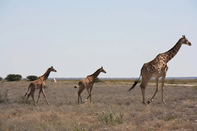 Namibia20113515.jpg