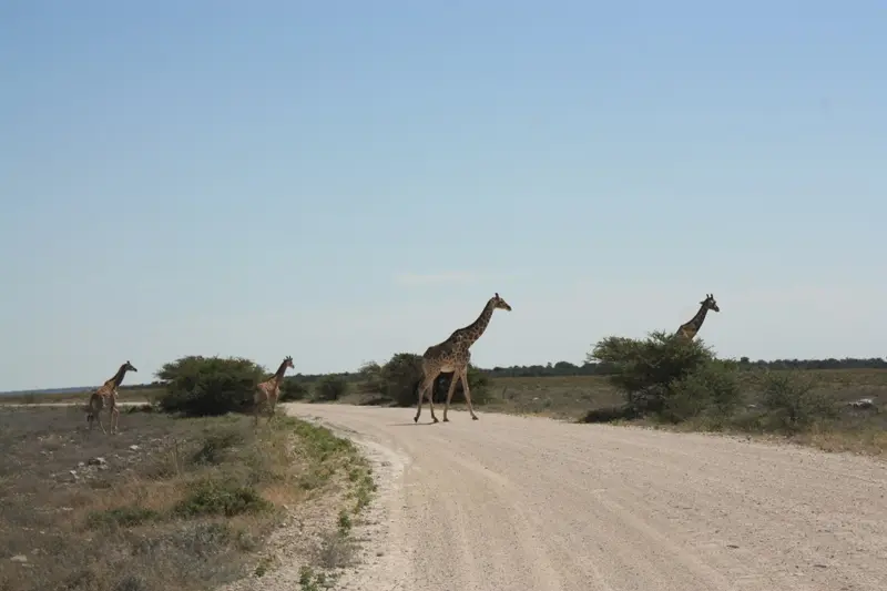Namibia20113516.jpg