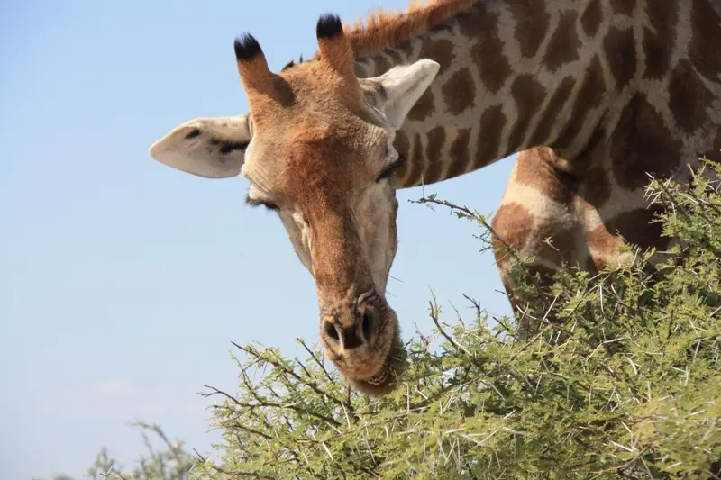 Namibia20113525.jpg