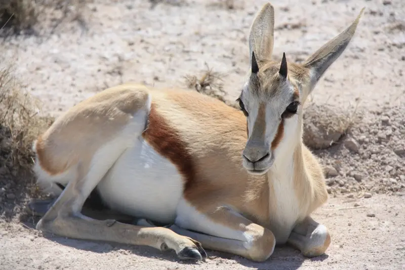 Namibia20113537.jpg