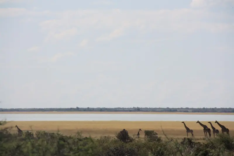 Namibia20113540.jpg
