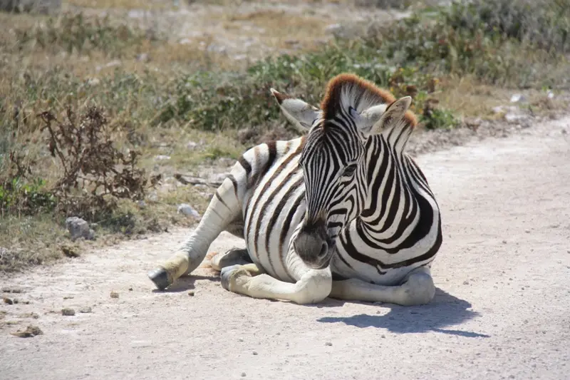 Namibia20113543.jpg