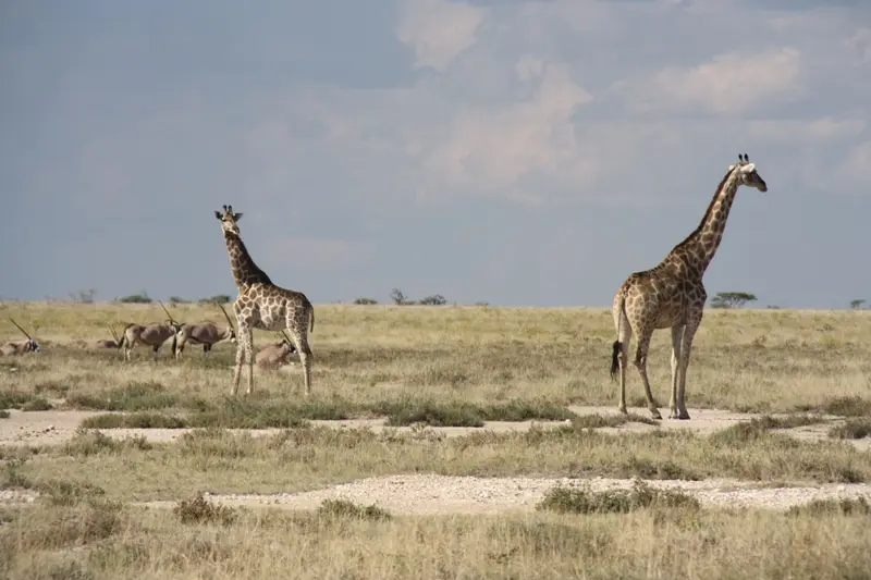 Namibia20113576.jpg