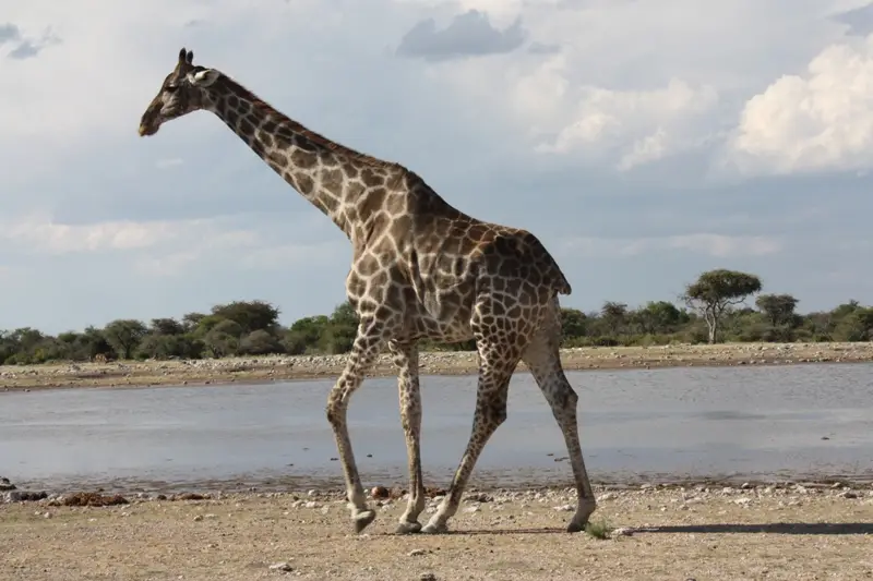 Namibia20113587.jpg