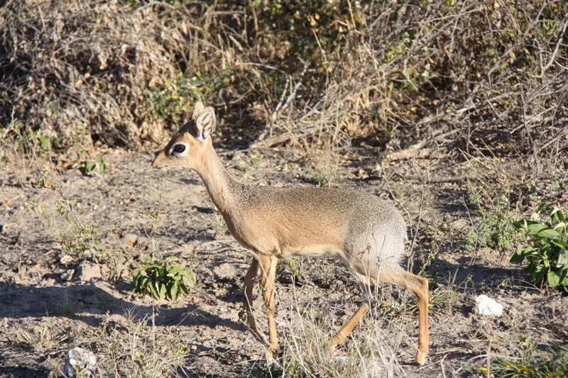 Namibia20113601.jpg