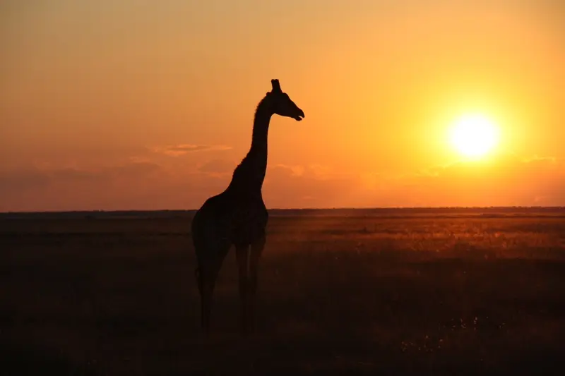 Namibia20113620.jpg
