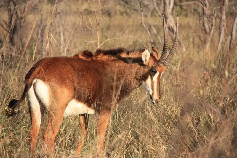 Namibia20113710.jpg