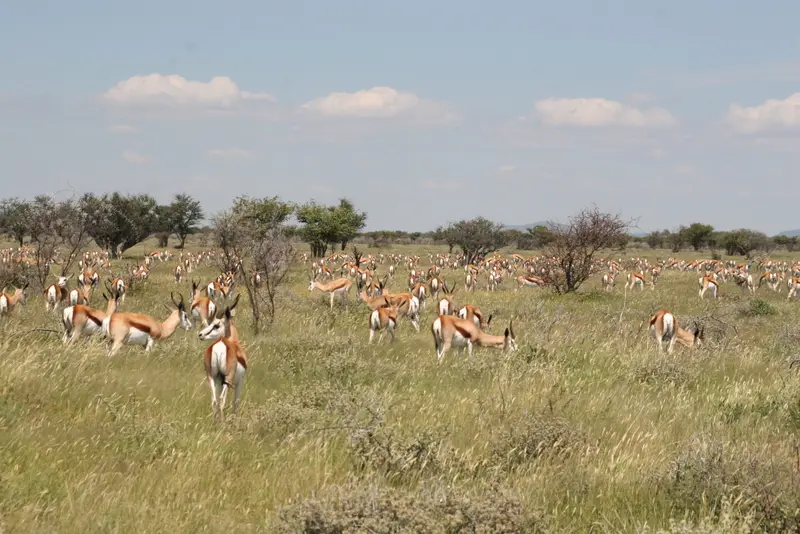 Namibia2010_-990.jpg