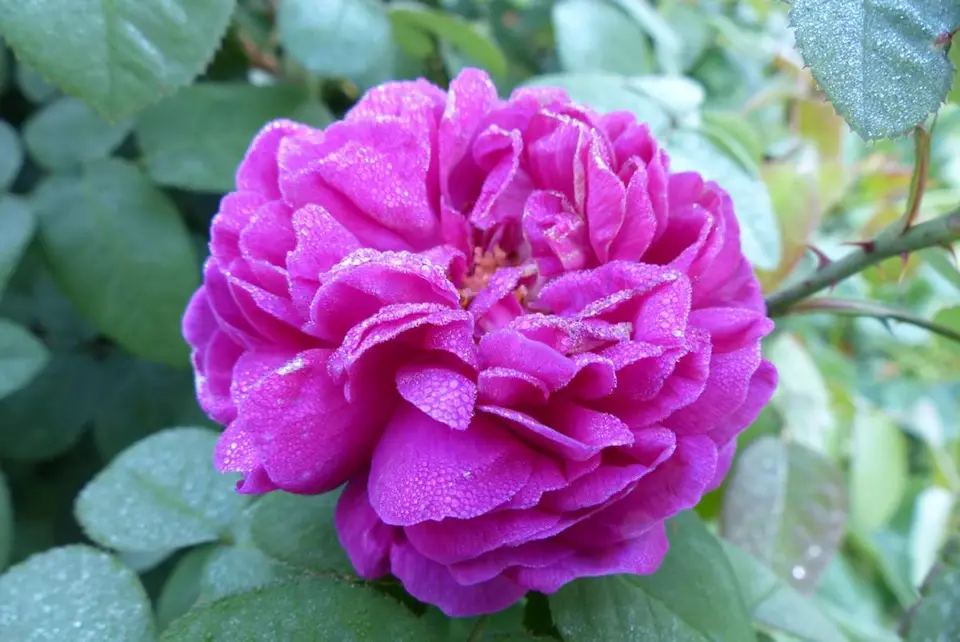 P1000057.JPG