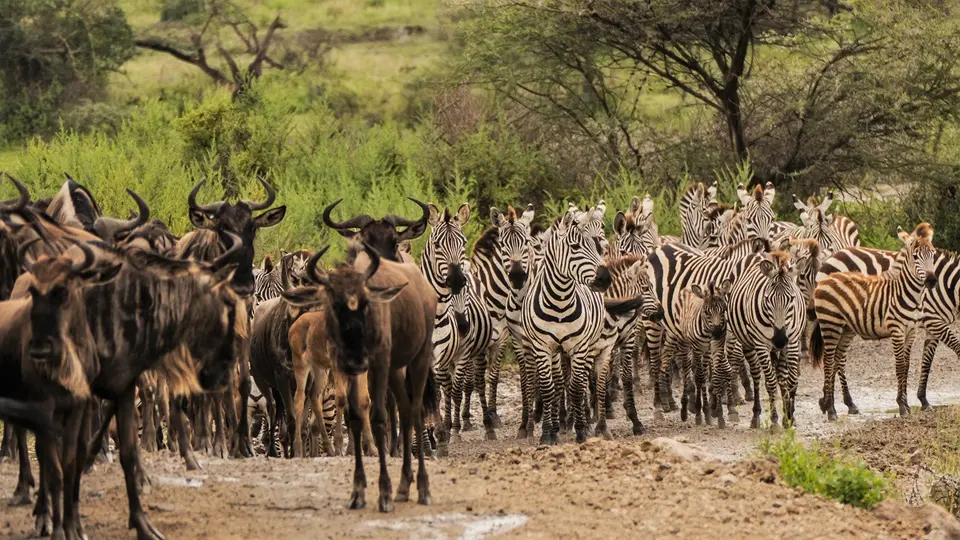 P1059103.jpg
