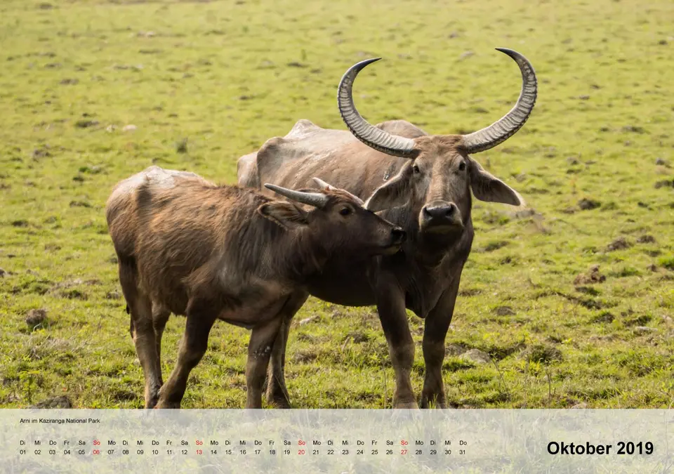 kalender_Indienfür2019-11.jpg