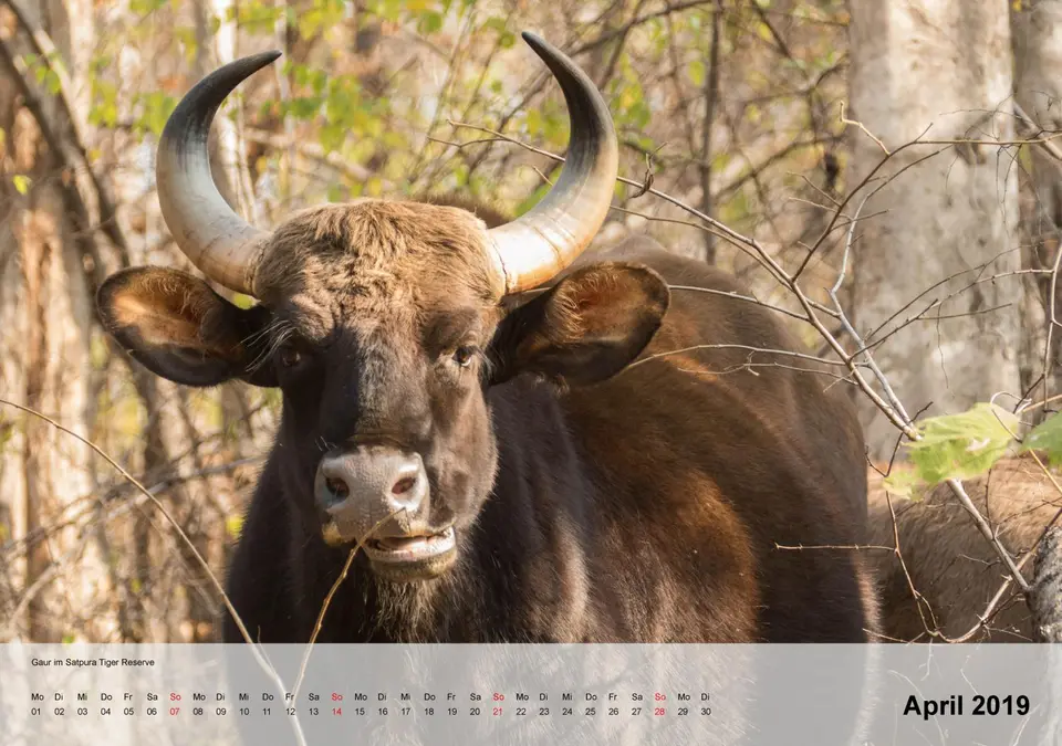 kalender_Indienfür2019-5.jpg