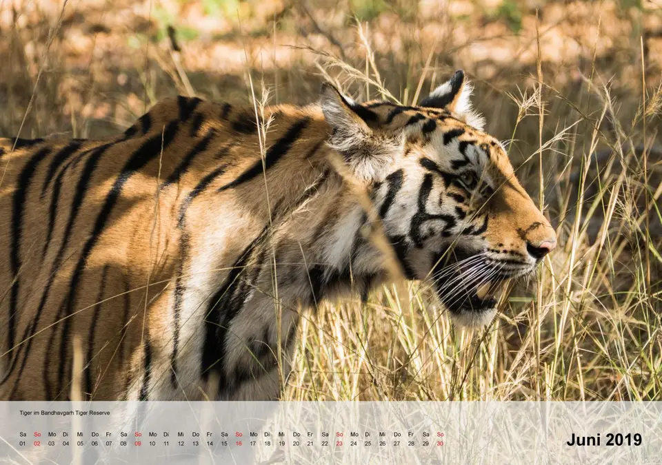 kalender_Indienfür2019-7.jpg