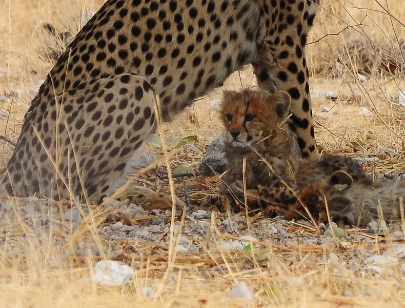 gepard4.jpg