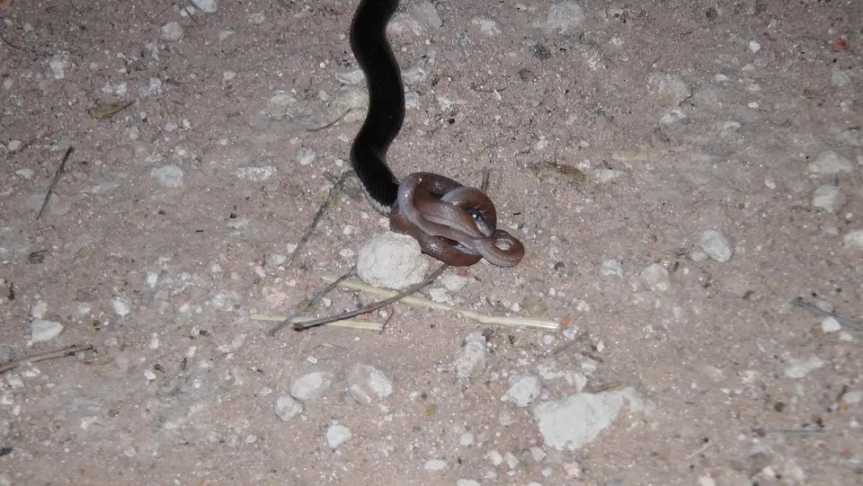 Namibia2011011.jpg