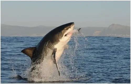 shark.JPG