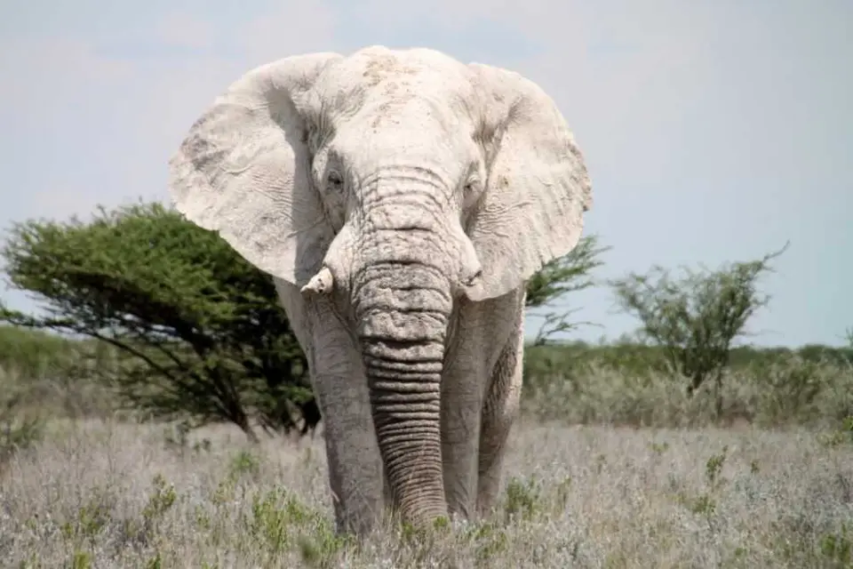 Elefant14.jpg