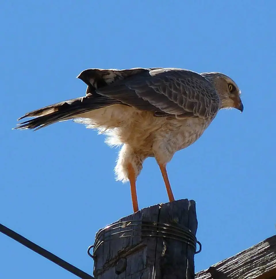 01Goshawk.jpg