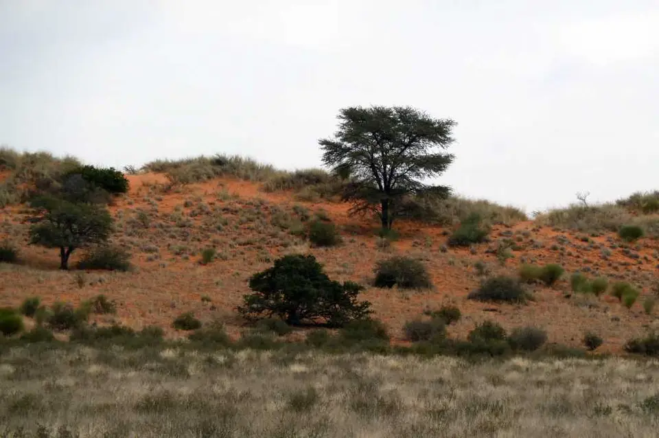 02Kalahari.jpg