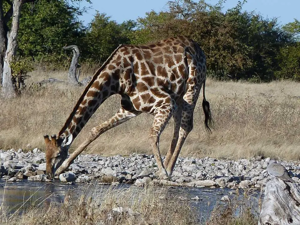 18GiraffeGoas.jpg